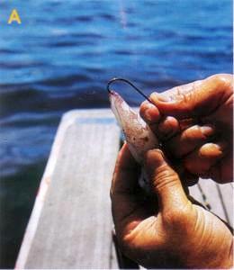 How to rig a squid rigs used around singapore angler hot spots - Rigging the squid for light trolling for Dorado: first, you must use size 2/0 or 3/0 long shank hooks (to avoid the dorado's small teeth from damaging the line), tie it with 3-5 feet 60lbs quality leader. The squid bait is hooked at the back.