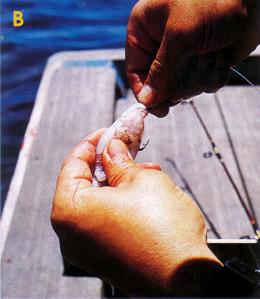 How to rig a squid rigs - push the hook towards the body and let the hook points out.