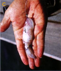 How to rig a squid rigs - your bait is ready. (It is normal that the squid's head will break off from the body, no need to change it since the dorado will still take the bait).