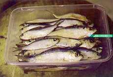 'Tamban', was one of the fish bait, it is recommended for KBL fishing. Schools of tanbams that swim in the sea are always found being attack by bigger species fishes especially KBL. 'Live Tanbam' would effectively seduce these bigger species. Wet market are selling these tanbam but for live tanbam, one just have to plough into their angerling stuffs or to get the casting net and ready to headed for the sea. 