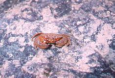 This is one of Grouper favourite food around Singapore. These, you could never bought off the shelf, cause they are found in one of the fishing area that I have been. I called this 'THUNDERCRAB' or muakee but others have a different names for it. All you have to do, is to cut open it and exposed the fresh and there goes the baits for the day. Recommended for big fish with sharp tooth that can TEAR! 