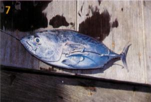 How to rig a tongkol rigs - Straighten the wire and embed the treble hook, one behind the gill and one at the tail. (It can be modified by using single treble hook or just single hook size 4/0 or 5/0. Please note that using treble hook on fish bait is not allowed under IGFA fishing rules)