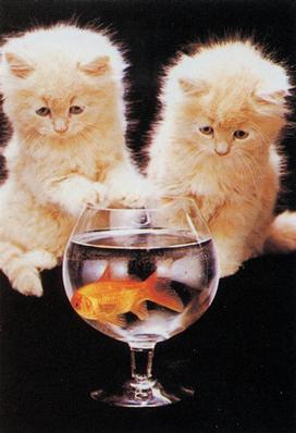 Swim...