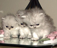 see how they're cute..