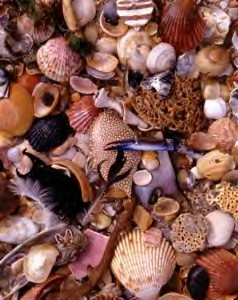 Look at all these seashells!