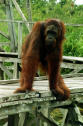 monkeys monkey&nbsp; pictures spider&nbsp; sea orang-utan&nbsp; island scopes trial bashful pink monkeypet cartoon cute capuchin orang-utans orangutan&nbsp; facts endangered&nbsp; fact sheet orangutans&nbsp; about information behaviour baby&nbsp; habitat&nbsp; species&nbsp; animals indonesia list act bali,&nbsp;&nbsp; map&nbsp; history&nbsp; plants&nbsp; snow leopard&nbsp; cheetah&nbsp; rainforest&nbsp; tigers chat birds kids garuda gulf resources gadis artis bugil bali
