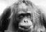 orangutan&nbsp; facts endangered&nbsp; fact sheet orangutans&nbsp; about information behaviour baby&nbsp; habitat&nbsp; species&nbsp; animals indonesia list act bali map&nbsp; history&nbsp; plants&nbsp; snow leopard&nbsp; cheetah&nbsp; rainforest&nbsp; tigers chat birds kids garuda gulf resources gadis artis bugil balimonkeys monkey&nbsp; pictures spider&nbsp; sea orang-utan&nbsp; island scopes trial bashful pink monkeypet cartoon cute capuchin orang-utans 