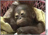 monkeys monkey&nbsp; pictures spider&nbsp; sea orang-utan&nbsp; island scopes trial bashful pink monkeypet cartoon cute capuchin orang-utans orangutan&nbsp; facts endangered&nbsp; fact sheet orangutans about information behaviour baby&nbsp; habitat&nbsp; species&nbsp; animals indonesia list act bali&nbsp;&nbsp; map history&nbsp; plants&nbsp; snow leopard&nbsp; cheetah&nbsp; rainforest&nbsp; tigers chat birds kids garuda&nbsp; gulf resources gadis artis bugil bali