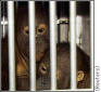 monkeys monkey&nbsp; pictures spider&nbsp; sea orang-utan&nbsp; island scopes trial bashful pink monkeypet cartoon cute capuchin orang-utans orangutan&nbsp; facts endangered&nbsp; fact sheet orangutans about information behaviour baby&nbsp; habitat&nbsp; species&nbsp; animals indonesia list act bali&nbsp;&nbsp; map history&nbsp; plants&nbsp; snow leopard&nbsp; cheetah&nbsp; rainforest&nbsp; tigers chat birds kids garuda&nbsp; gulf resources gadis artis bugil bali