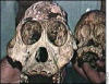 monkeys monkey&nbsp; pictures spider&nbsp; sea orang-utan&nbsp; island scopes trial bashful pink monkeypet cartoon cute capuchin orang-utans orangutan&nbsp; facts endangered&nbsp; fact sheet orangutans about information behaviour baby&nbsp; habitat&nbsp; species&nbsp; animals indonesia list act bali&nbsp;&nbsp; map history&nbsp; plants&nbsp; snow leopard&nbsp; cheetah&nbsp; rainforest&nbsp; tigers chat birds kids garuda&nbsp; gulf resources gadis artis bugil bali