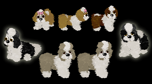 Shih Tzus!
