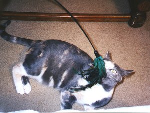 The feather must die!!!