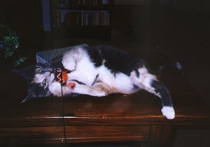 Grrrrrrr, gnaw, gnaw, grrrrrr