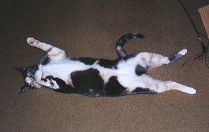 Hey!!  Lookit my tummy!