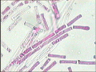 Geotrichum