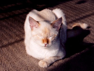 Cass00.GIF (75556 bytes)