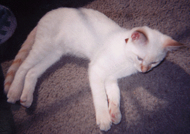 Why did you wake me up?