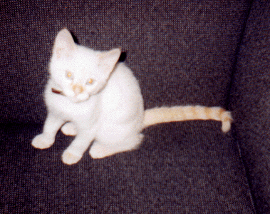So Small.... So Cute.... What Happened?