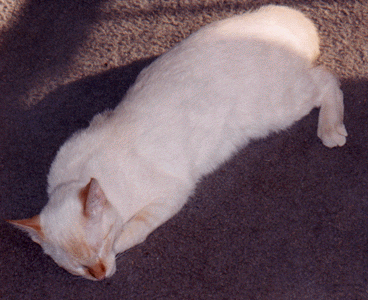 It's not easy being a cat, it requires lots of rest.