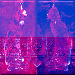 Chel013.GIF (5906 bytes)