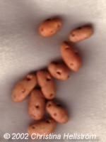Miniature potatoes