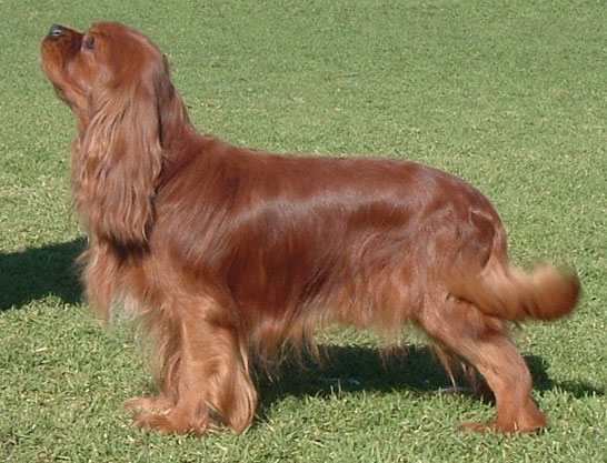 Ch Chelport Sunsetter