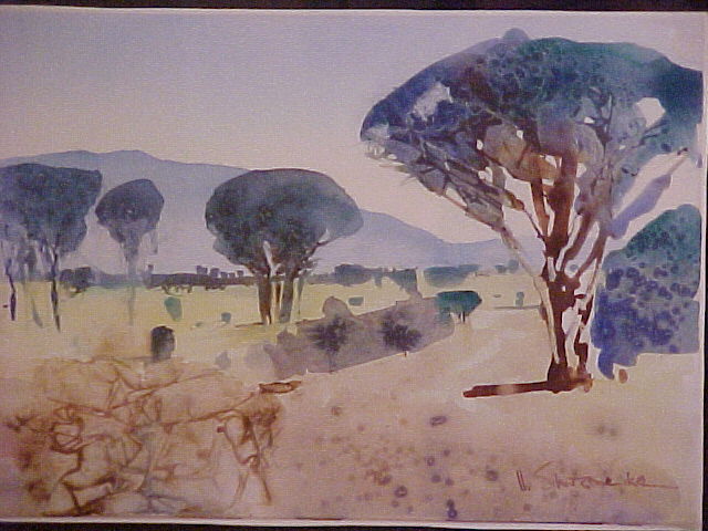 Pines near Paarl - Ulrich Schwanecke