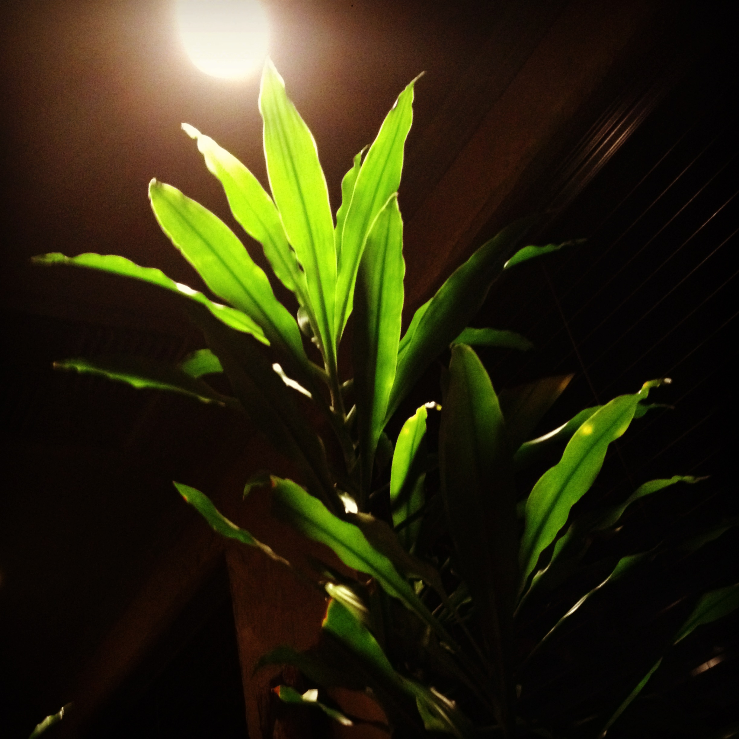 bamboo