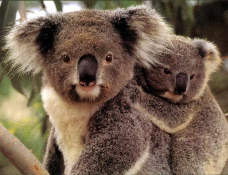 Australia-2004