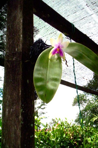 Orkid Normah - Bunga Negeri Sarawak