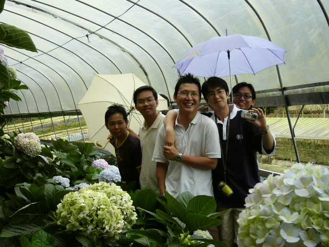 umbrella