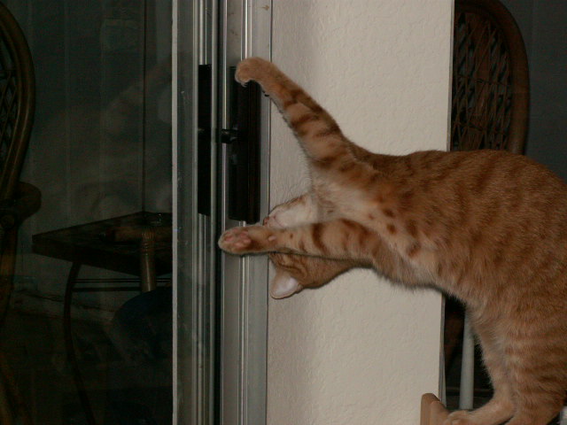 Better catch him sooner, he has already learned it.