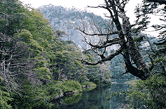 Arboles