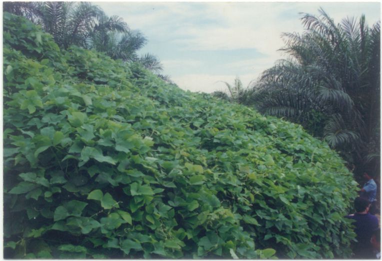 M. bracteata after 5 years of establishment