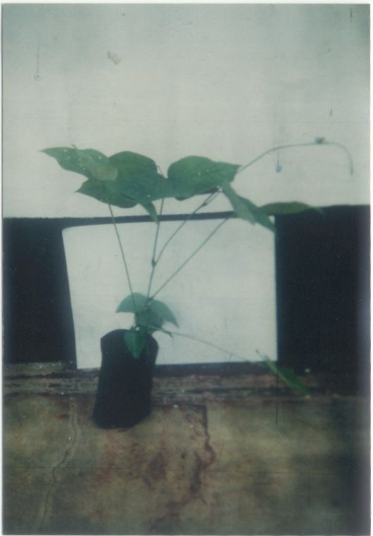 M. bracteata six weeks old seedling ready for transplanting