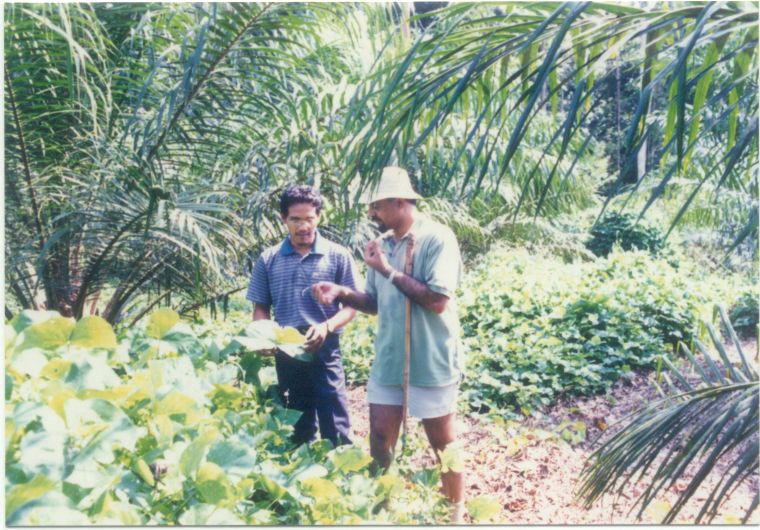 (L-R) Mr. Jamaluddin & Mr. C. Mathews reviewing M. bracteata