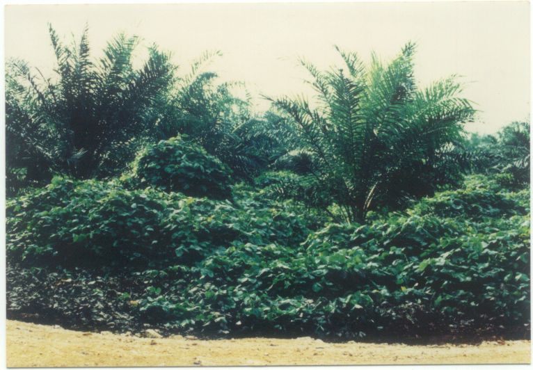 First Establishment of M. bracteata in Malaysia(June 1991 at North Labis Estate)