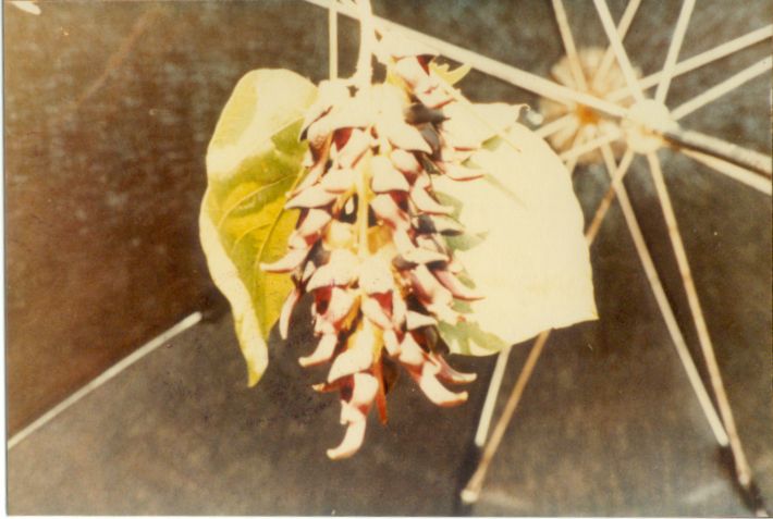 M. bracteata inflorescence