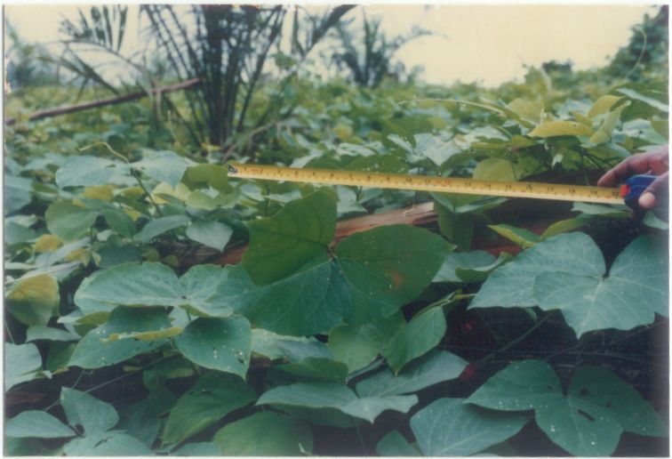 M. bracteata foilage