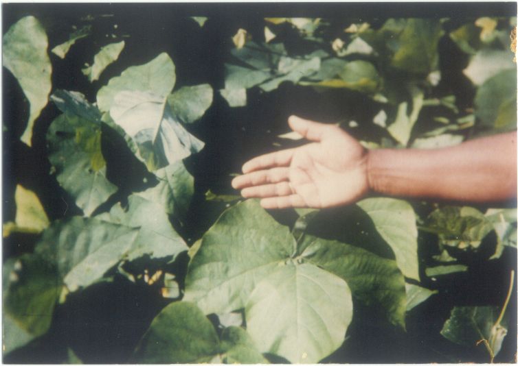M. bracteata foilage