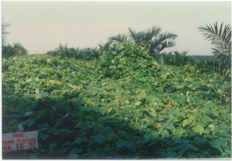 First Establishment of M. bracteata in Malaysia(June 1991 at North Labis Estate)