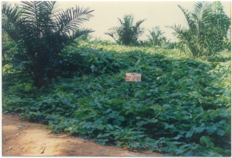 First Establishment of M. bracteata in Malaysia(June 1991 at North Labis Estate)