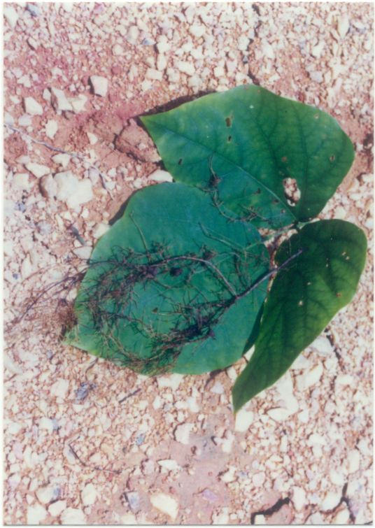 M. bracteata Nodules