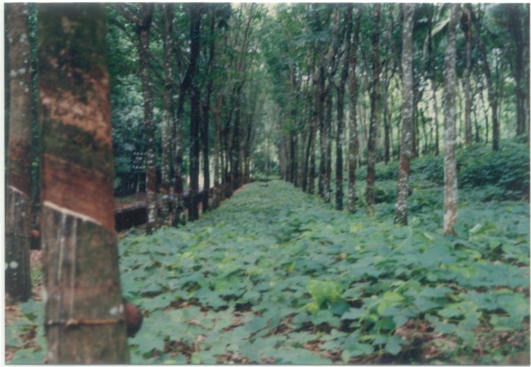 M. bracteata under mature rubber- Malaysia
