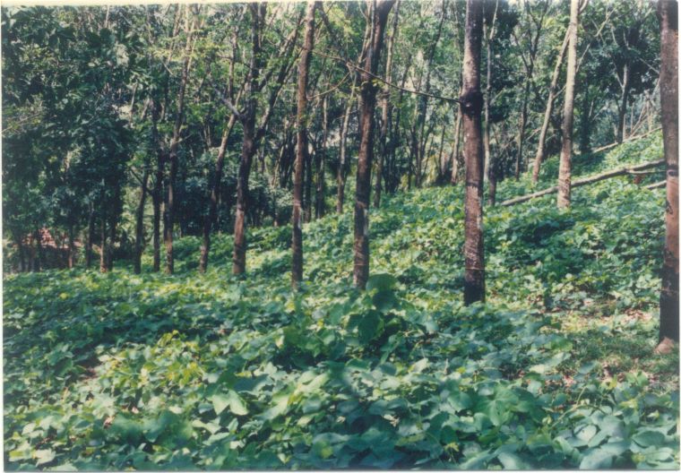 M. bracteata under mature rubber- India