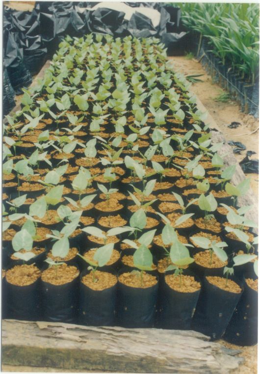 M. bracteata Seedlings in mini-polybags