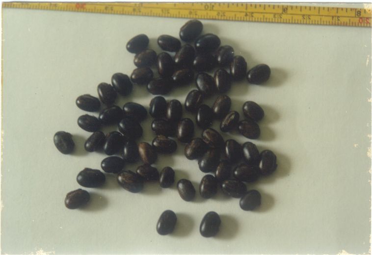 Seeds of M. bracteata
