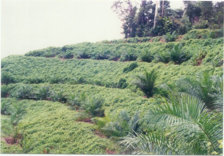 M. bracteata on terrace cultivation