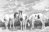 See Our Foal Page!