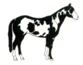 BJ Farms Broodmares!